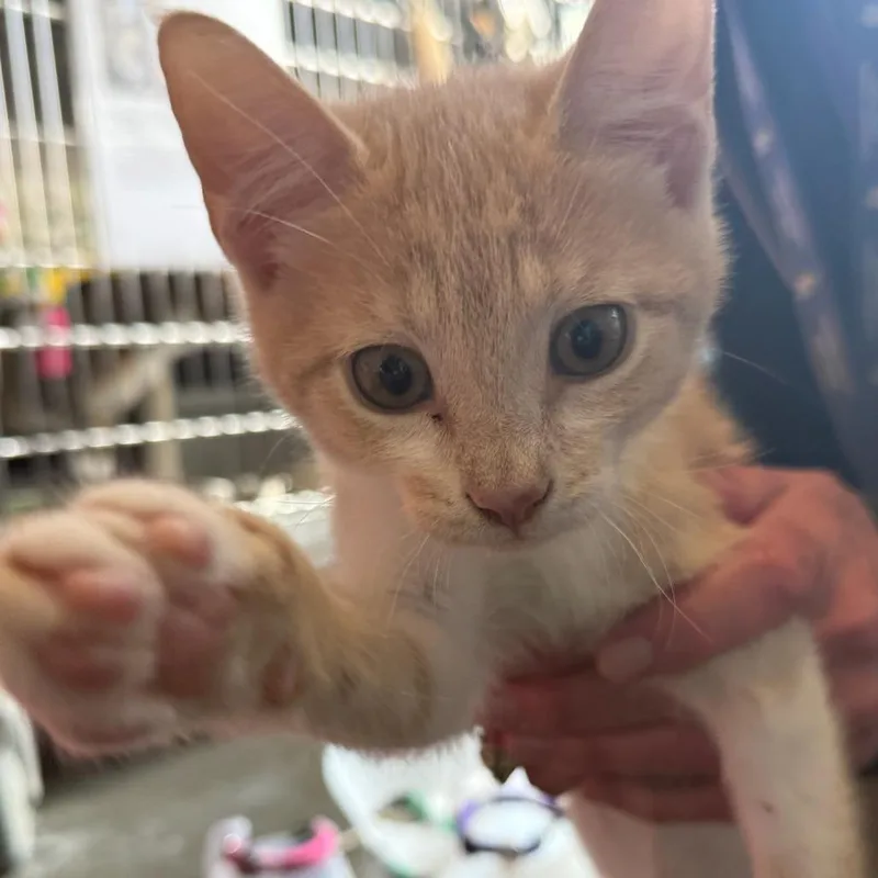 Flounder