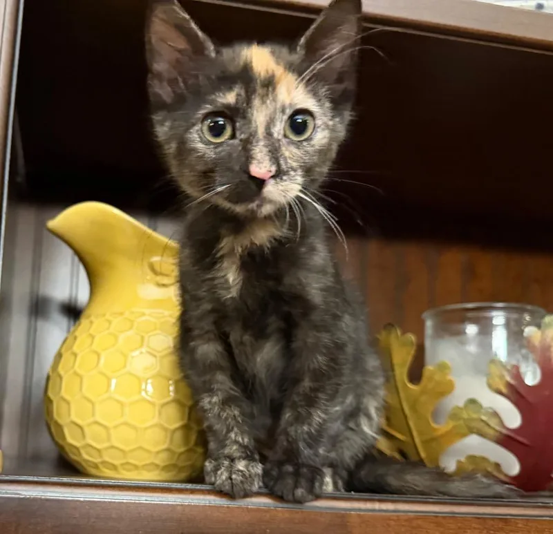 A baby medium-sized female Domestic Short Hair cat named Feyre for adoption in Youngsville, NC