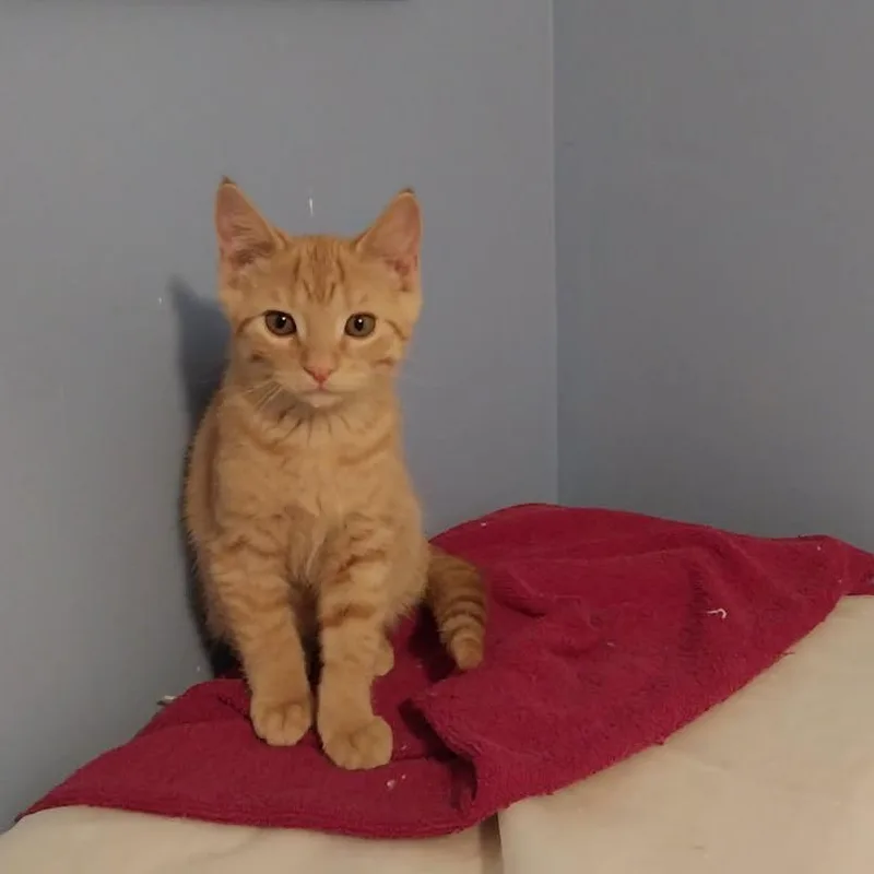A baby small-sized male Orange / Red Domestic Short Hair cat named Frito for adoption in Rocky Mount, VA