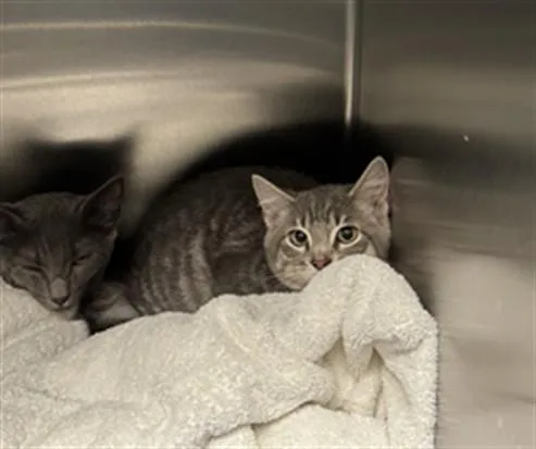 A baby small-sized male Domestic Short Hair cat named Cinnamon for adoption in Los Angeles, CA