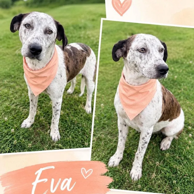 A young medium-sized female Brown / Chocolate Cattle Dog dog named Eva for adoption in Hackett, AR