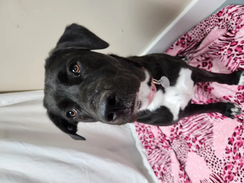 Koda Bear thumbnail 2