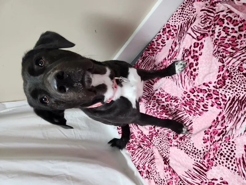 Koda Bear thumbnail 3