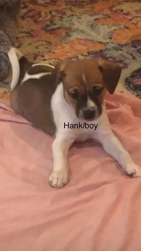 A baby medium-sized male Mixed Breed dog named Hank for adoption in Fond Du Lac, WI