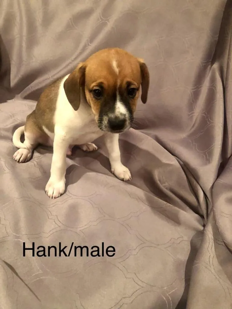 Hank thumbnail 2