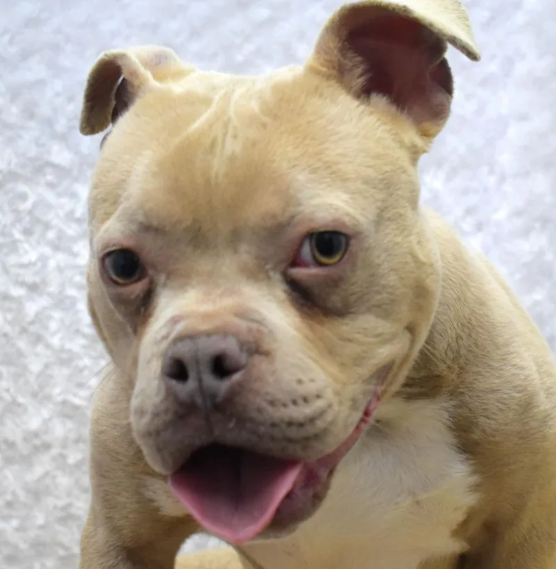 An adult large-sized male Pit Bull Terrier dog named Mongo for adoption in Springfield, OH