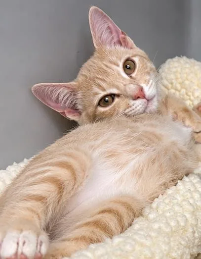 A baby small-sized female Domestic Short Hair cat named Tippy for adoption in Cumming, GA