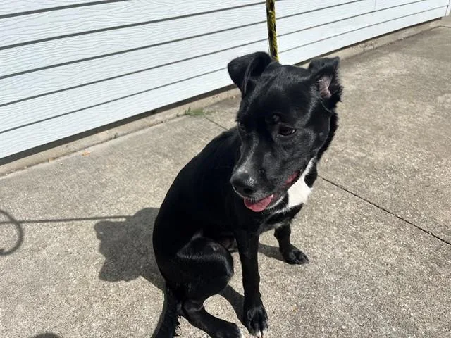 A young medium-sized male Labrador Retriever dog named Julio for adoption in Garland, TX