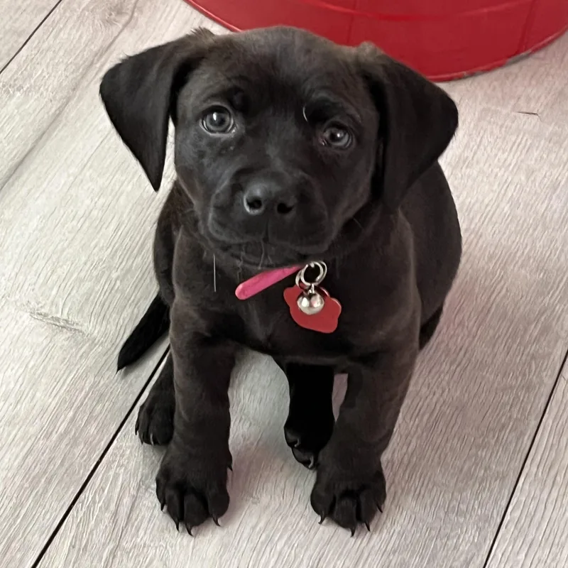 A baby medium-sized female Weimaraner dog named Ember for adoption in West Valley, UT