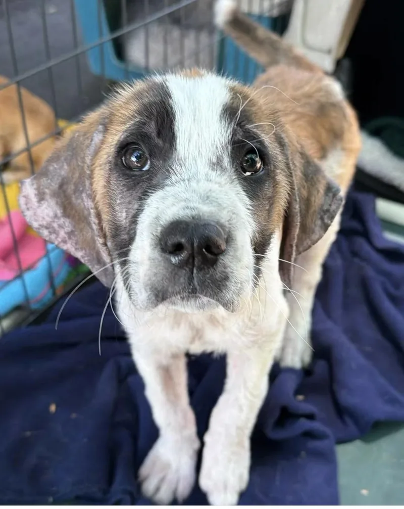 A baby extra large-sized female White / Cream Saint Bernard dog named Joanie for adoption in Santa Rosa, CA