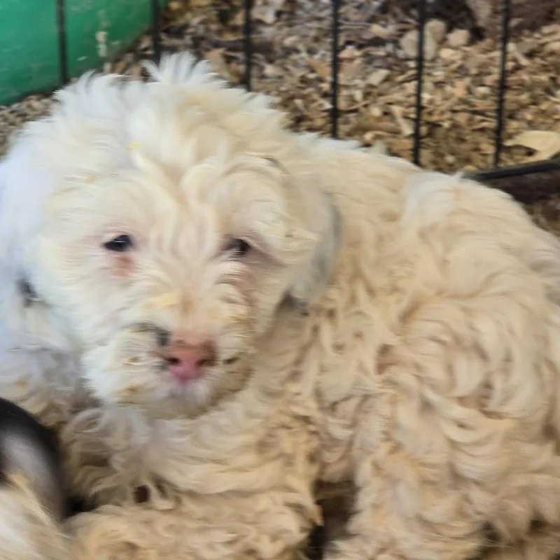 A baby small-sized female White / Cream Cockapoo dog named Rinti for adoption in Zaleski, OH