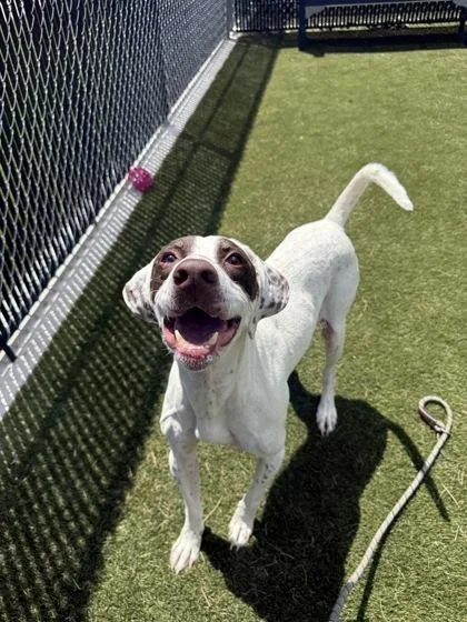 An adult large-sized male Mixed Breed dog named Ross for adoption in Lafayette, IN