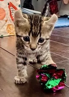 A baby small-sized male Domestic Long Hair cat named Bowie for adoption in Camarillo, CA