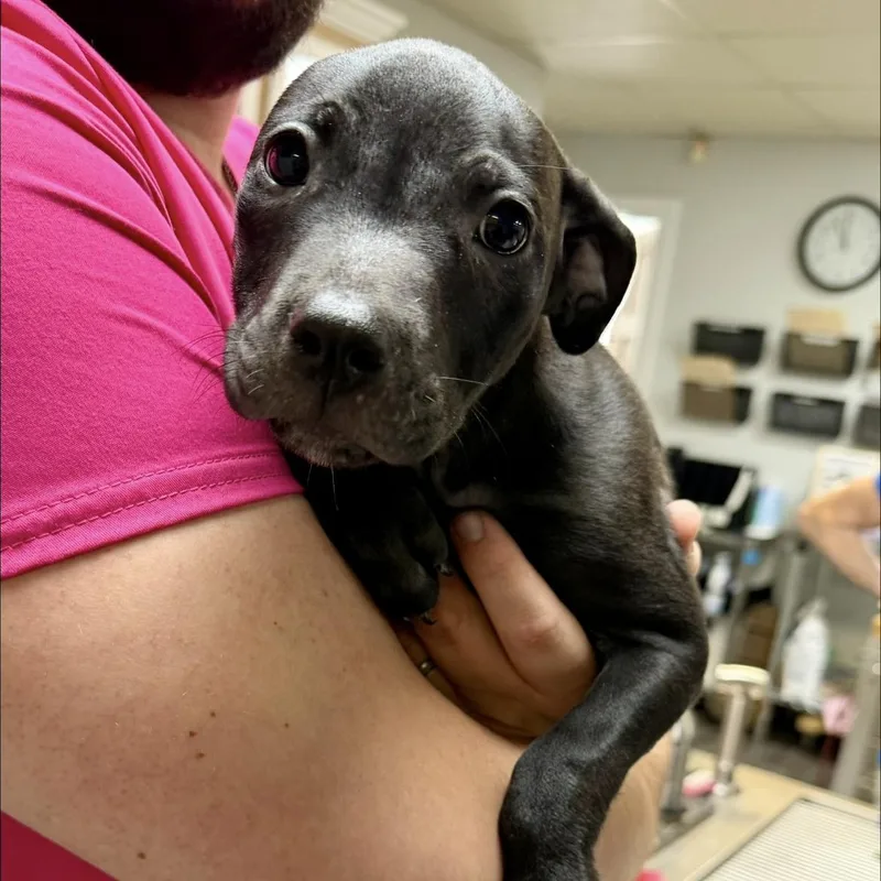 A baby medium-sized female Black Pit Bull Terrier dog named Moonshine for adoption in Semmes, AL