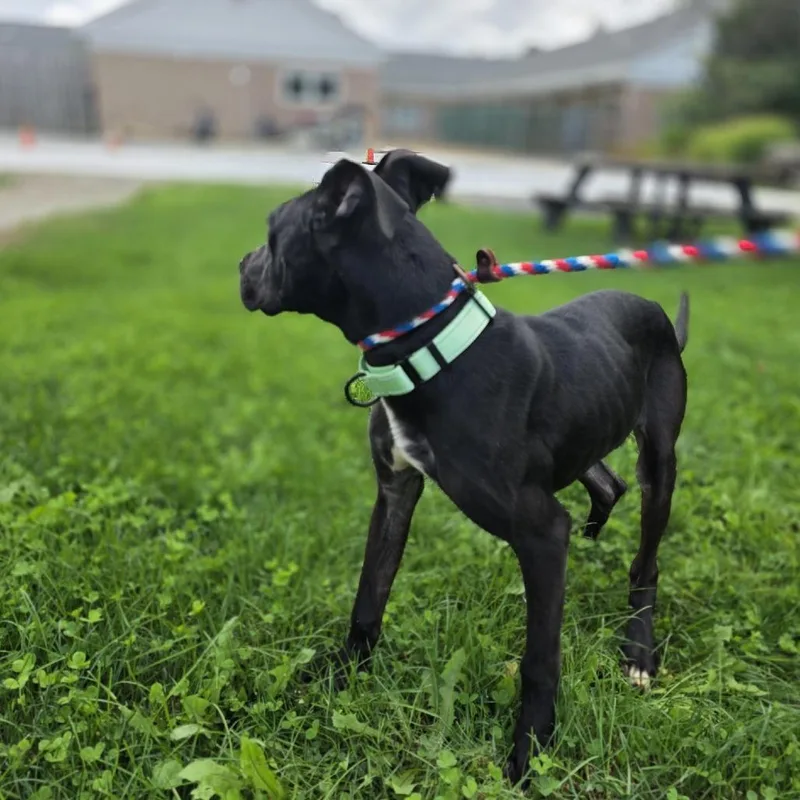 A young medium-sized female Black Great Dane dog named Addy for adoption in Novelty, OH