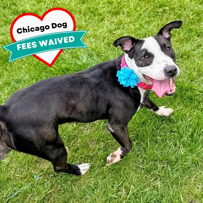 An adult medium-sized female Black Mixed Breed dog named Ashley for adoption in Wheeling, IL