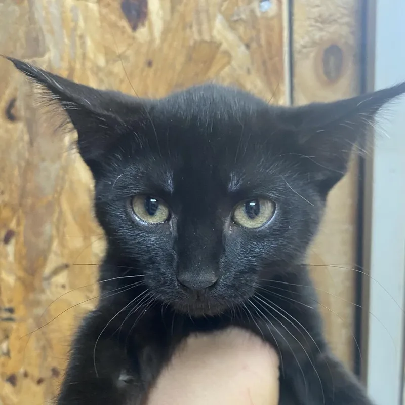 A baby small-sized female Black Domestic Short Hair cat named Nellie for adoption in Blairsville, GA