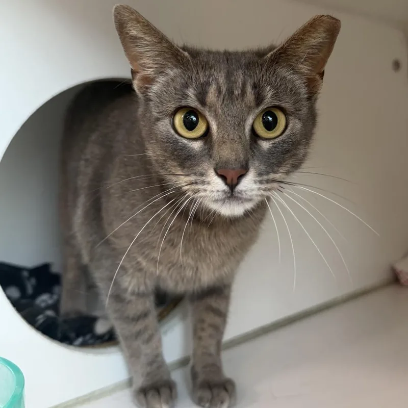 A young medium-sized female Gray / Blue / Silver Domestic Short Hair cat named Snapdragon for adoption in Hattiesburg, MS