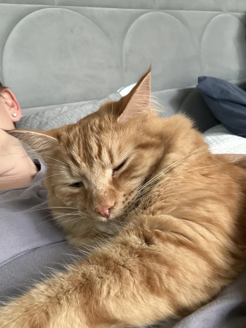 A young medium-sized male Domestic Medium Hair cat named Maverick for adoption in Columbia, SC