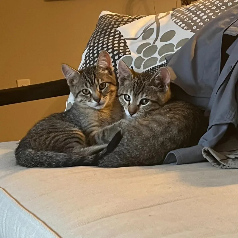 An adult large-sized male Brown / Chocolate Domestic Short Hair cat named Hunter for adoption in Denver, CO
