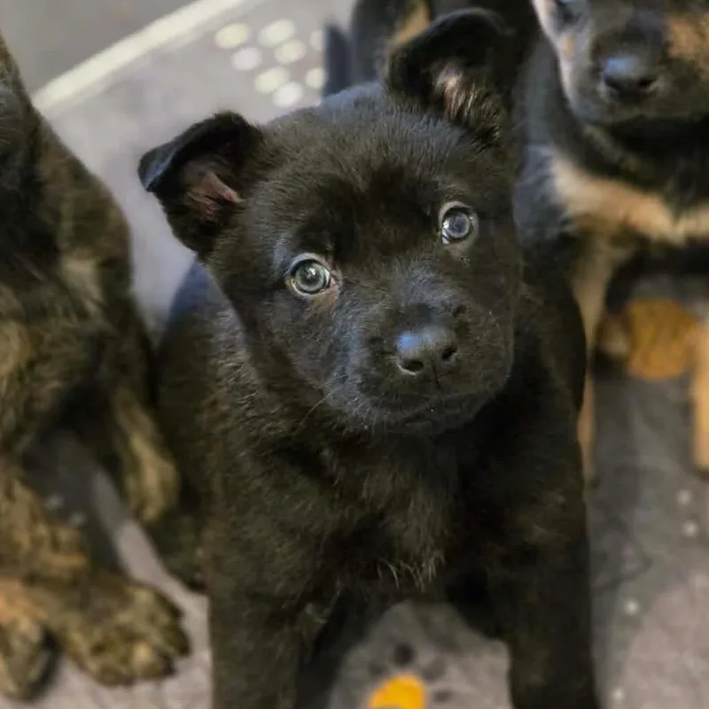 A baby medium-sized female Black Mixed Breed dog named Sherbet for adoption in Fredericksburg, VA