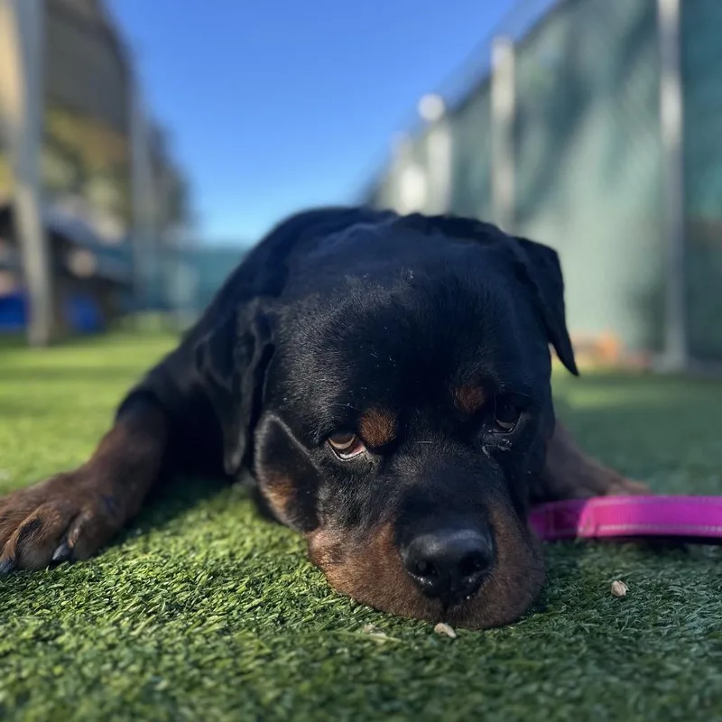 An adult extra large-sized male Black Rottweiler dog named Oso for adoption in Warwick, RI