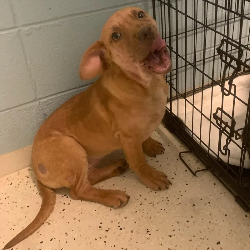 Audrey Hepburn thumbnail 2