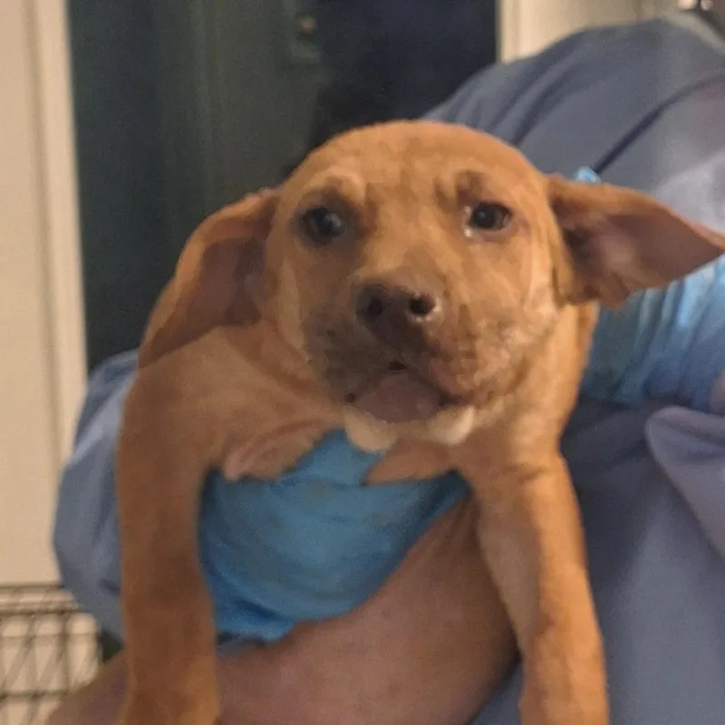 Audrey Hepburn thumbnail 4