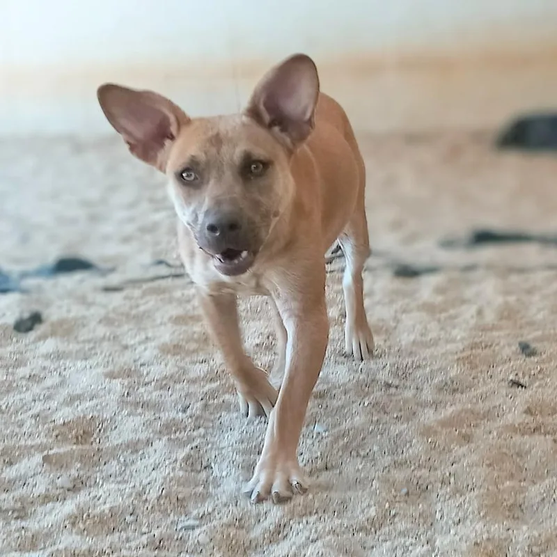 Audrey Hepburn thumbnail 5