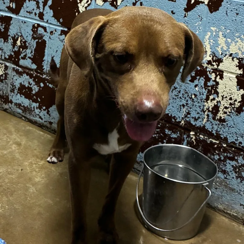 A young medium-sized male Chocolate Labrador Retriever dog named Marshal for adoption in Pine Bluff, AR