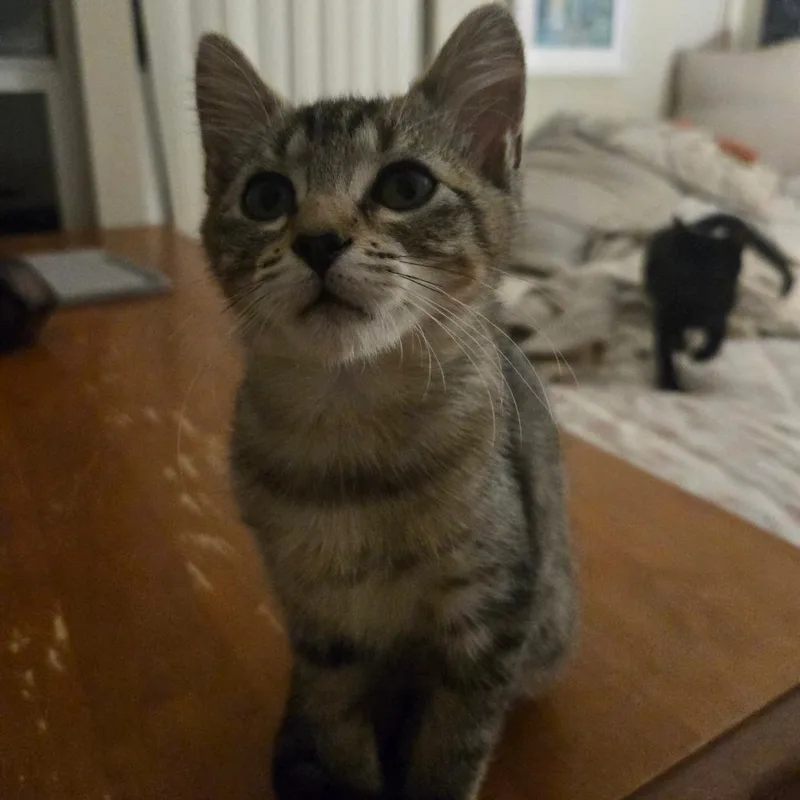 A baby small-sized female Torbie Domestic Short Hair cat named Melona for adoption in Westminster, CA