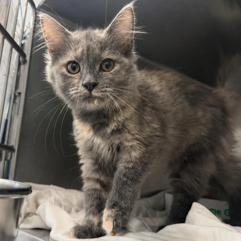 A baby small-sized female Tortoiseshell Domestic Medium Hair cat named Red Velvet for adoption in Troy, VA