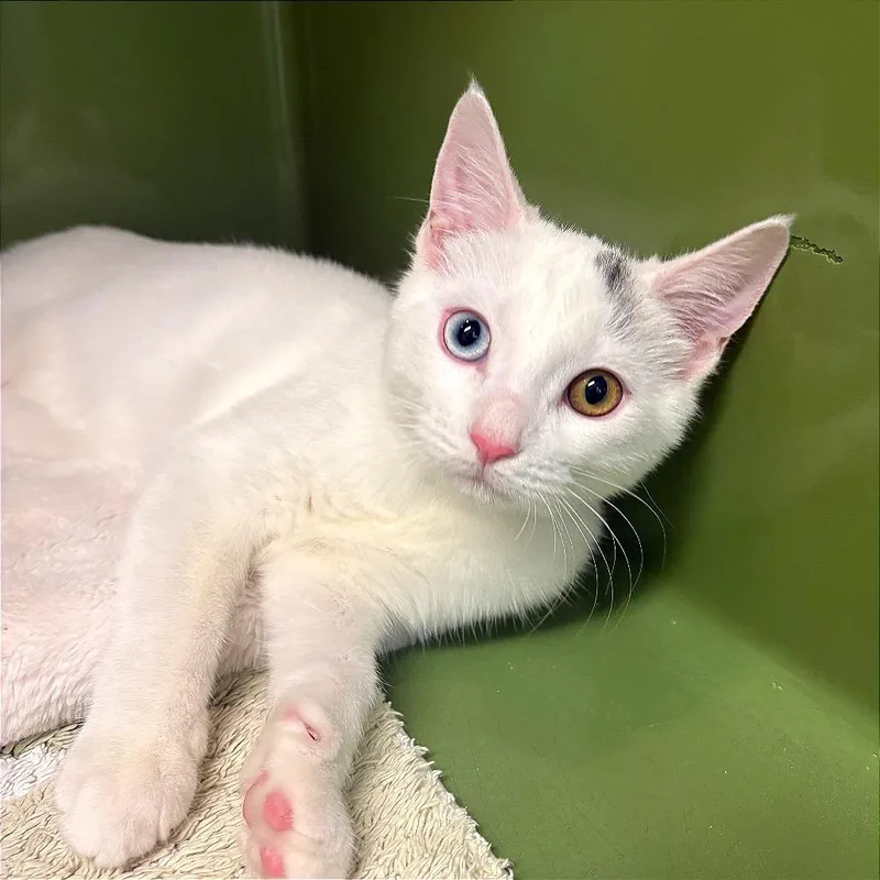 A baby small-sized male White Siamese cat named Morty for adoption in Fort Lauderdale, FL