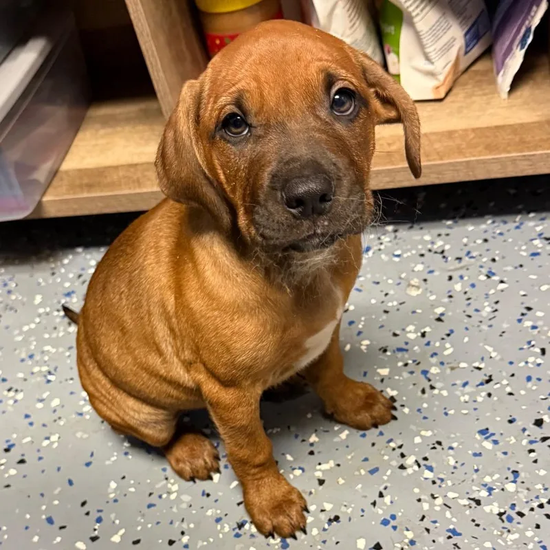 A baby medium-sized female Brown / Chocolate Hound dog named JellyFish for adoption in Pasadena , MD
