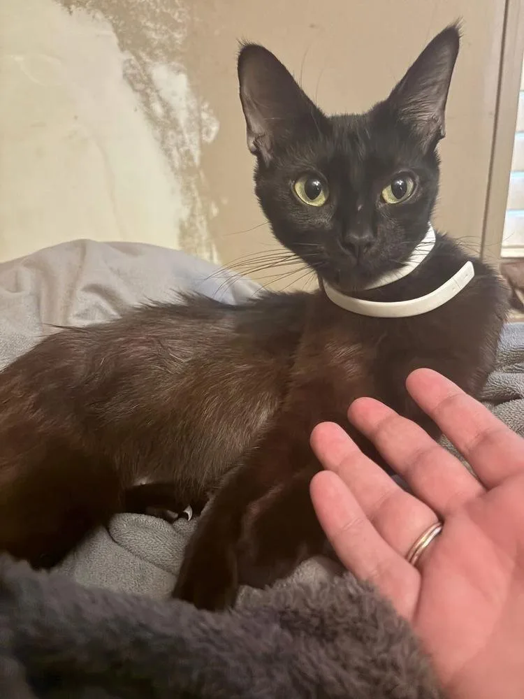 Nala thumbnail 2
