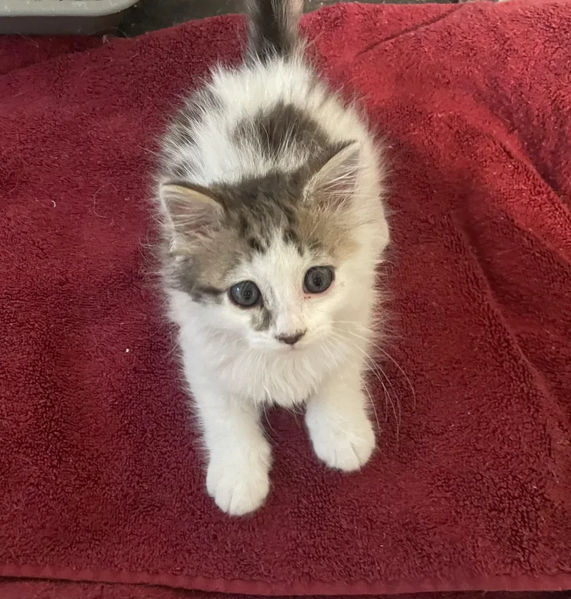 A baby small-sized female Maine Coon cat named Gracie for adoption in Troy, NY