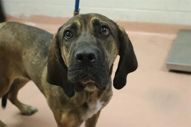 An adult large-sized female Mixed Breed dog named Hickory for adoption in Columbia, SC