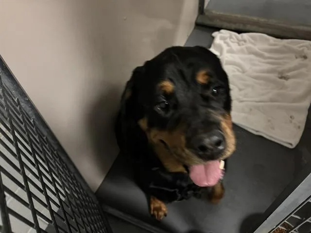 An adult large-sized male Rottweiler dog named Max for adoption in Antioch, CA