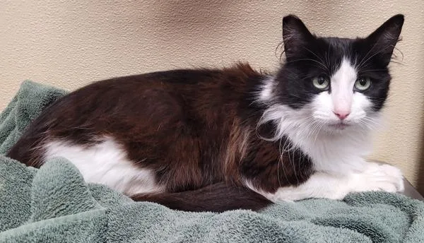 An adult medium-sized female Domestic Short Hair cat named Little Lady for adoption in Vancouver, WA