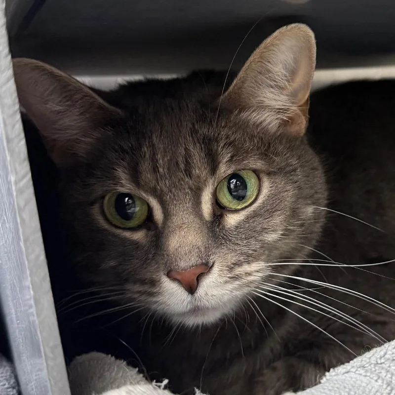 A senior large-sized female Gray / Blue / Silver Domestic Short Hair cat named Buttercup for adoption in Chicago, IL