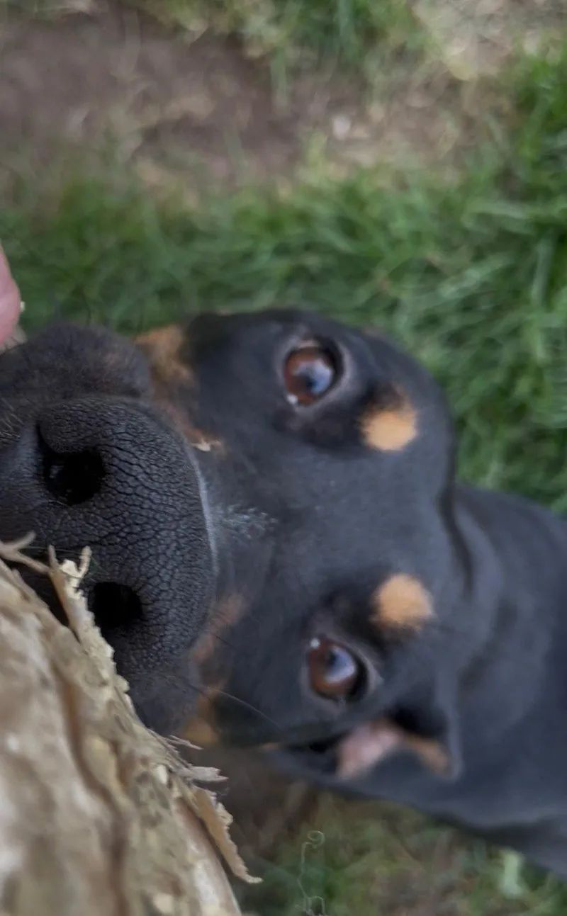 A young large-sized female Doberman Pinscher dog named Daphne for adoption in Minneapolis, MN
