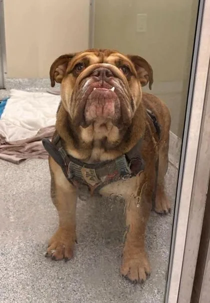 A young large-sized male Yellow / Tan / Blond / Fawn English Bulldog dog named Dj for adoption in Annapolis, MD