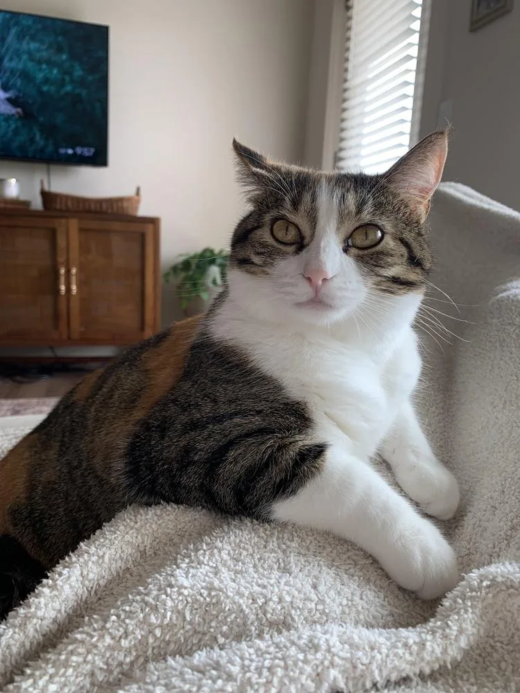 Juno