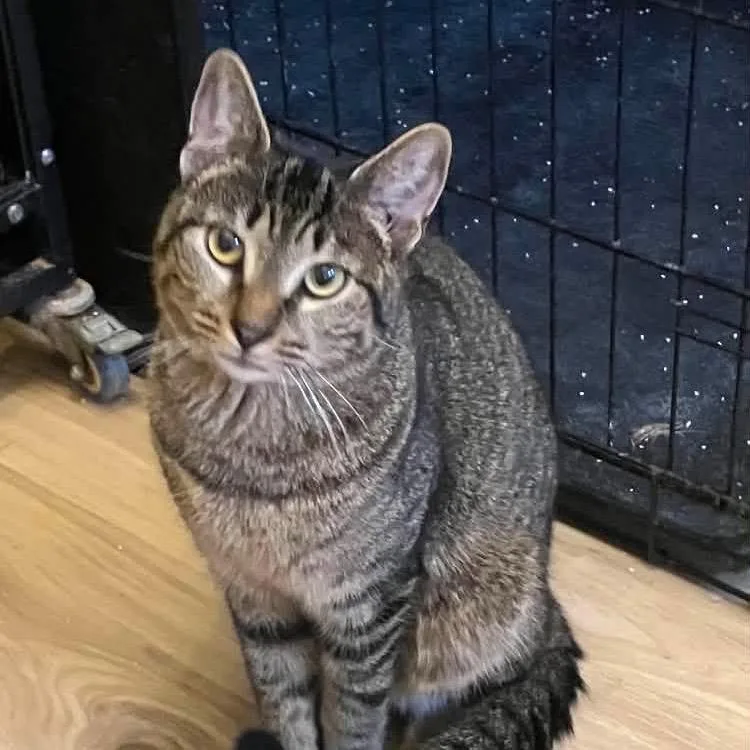 An adult small-sized male Brown / Chocolate Domestic Short Hair cat named Mango for adoption in Quakertown, PA