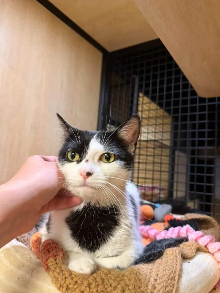 A young medium-sized female Domestic Short Hair cat named Evy for adoption in New York, NY