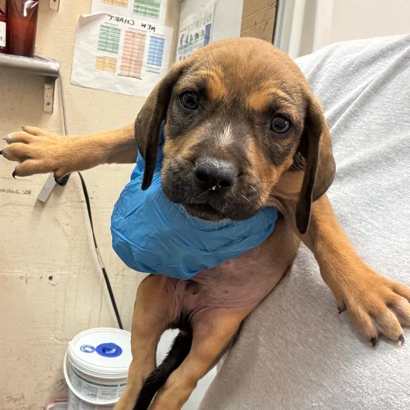 A baby small-sized male Pit Bull Terrier dog named Garza for adoption in Birmingham, AL