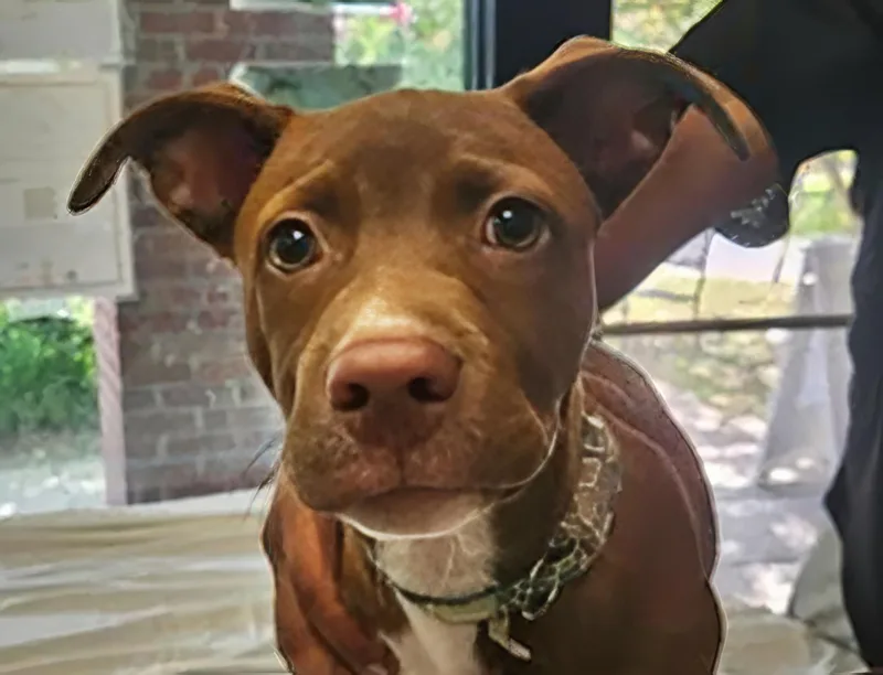 A baby medium-sized male Brown / Chocolate Mixed Breed dog named Queso for adoption in Nashville, TN