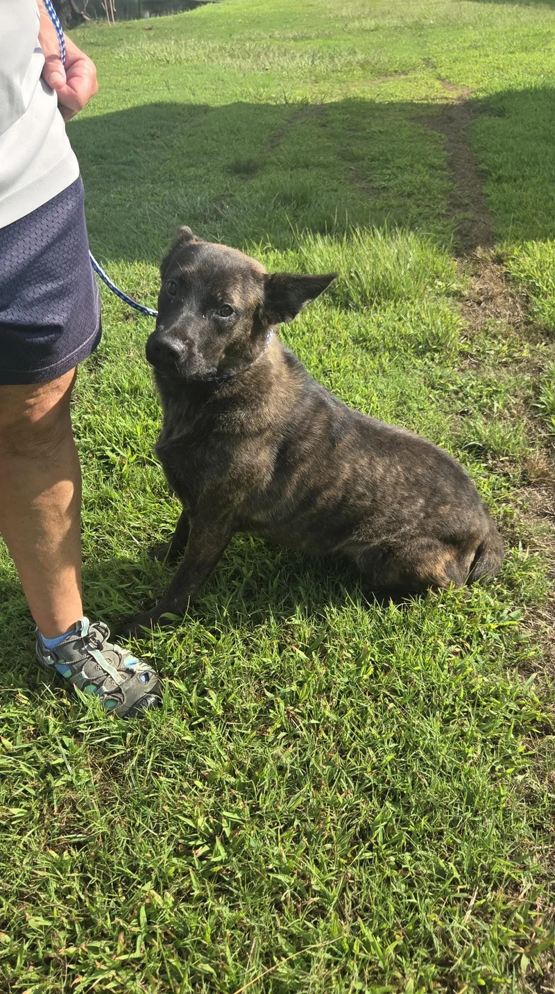 An adult medium-sized female Shepherd dog named Sativa for adoption in Raymond, MS