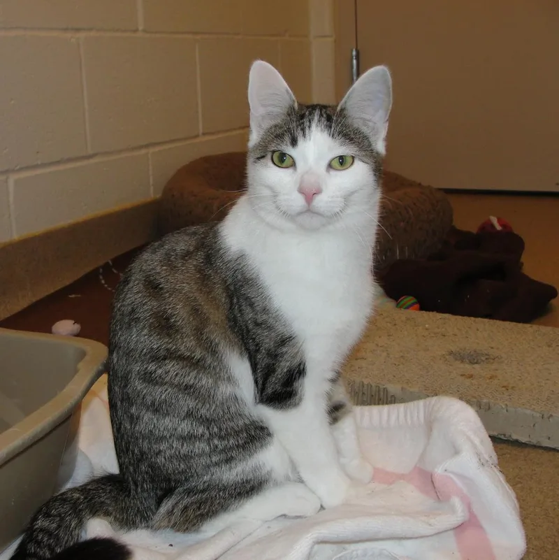A young medium-sized female White Domestic Short Hair cat named Molly for adoption in Plover, WI
