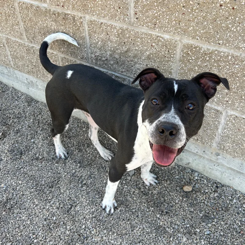 An adult medium-sized female Black Pit Bull Terrier dog named Willow for adoption in Lindon, UT
